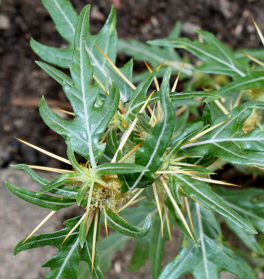 Image of Xanthium spinosum specimen.