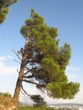 Pinus pityusa. Дерево с флаговой кроной. Краснодарский край, окр. г. Геленджик, прибрежная гора, каменистый склон. 24.08.2013.