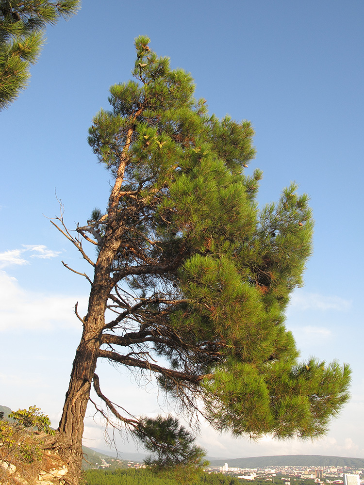 Хвойные кроны. Pinus pityusa. Крона сосны. Крона сосны обыкновенной. Флаговая крона сосен.