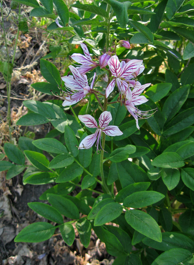 Изображение особи Dictamnus gymnostylis.