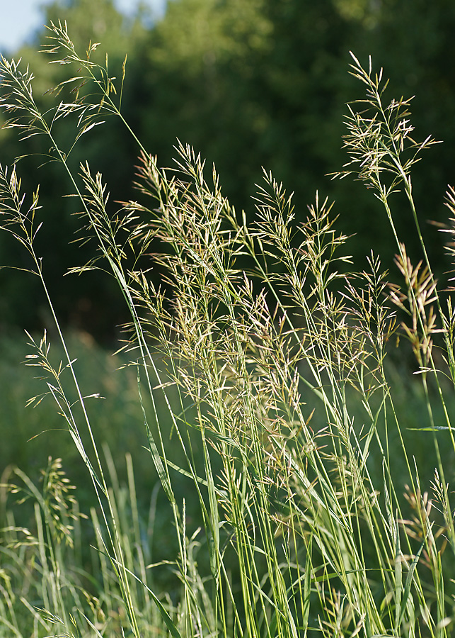 Изображение особи Bromopsis inermis.