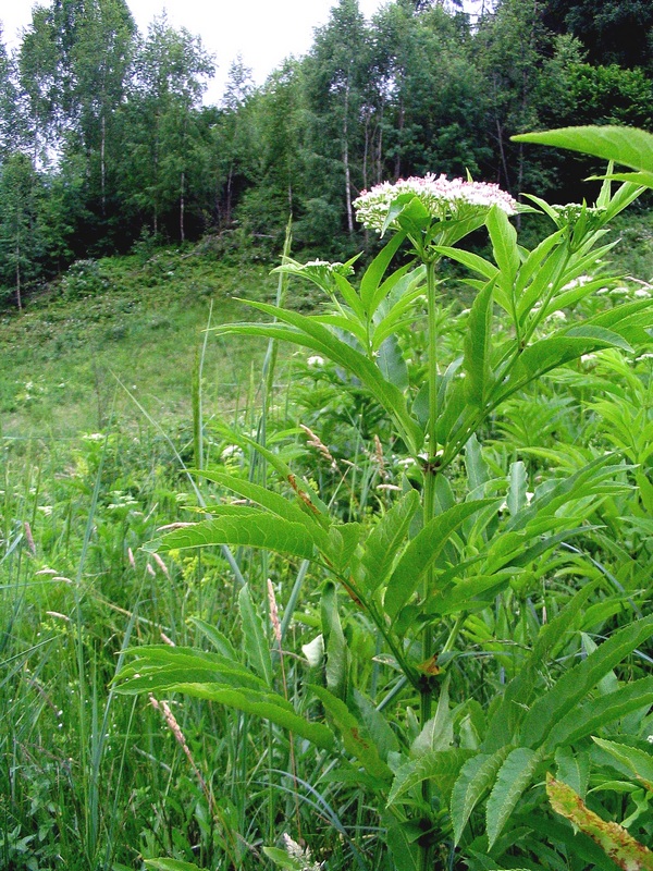 Изображение особи Sambucus ebulus.