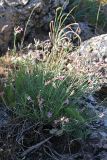 Silene brahuica. Цветущее растение. Южный Казахстан, горы Каракус. 16.05.2013.
