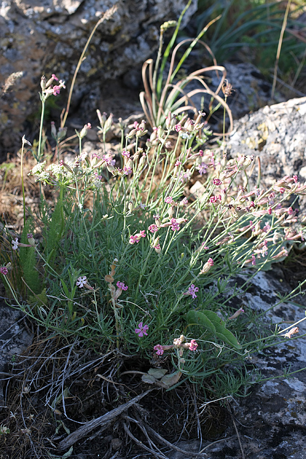 Изображение особи Silene brahuica.