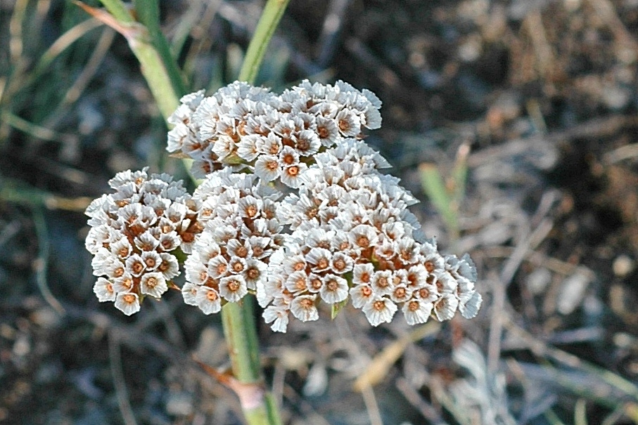 Изображение особи Goniolimon speciosum.