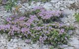 Thymus helendzhicus. Цветущее растение. Черноморское побережье Кавказа, Геленджикский р-н, Маркотхский хребет, гора Совхозная, томилляры, выс. 420 м н.у.м. 21 июля 2013 г.