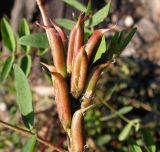 Astragalus schelichowii