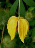 Clematis tangutica. Цветок (вид сбоку). Германия, г. Дюссельдорф, Ботанический сад университета. 14.08.2013.