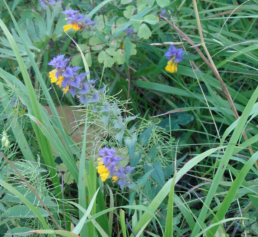 Image of Melampyrum nemorosum specimen.