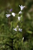 Campanula patula