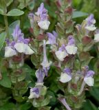 Scutellaria alpina