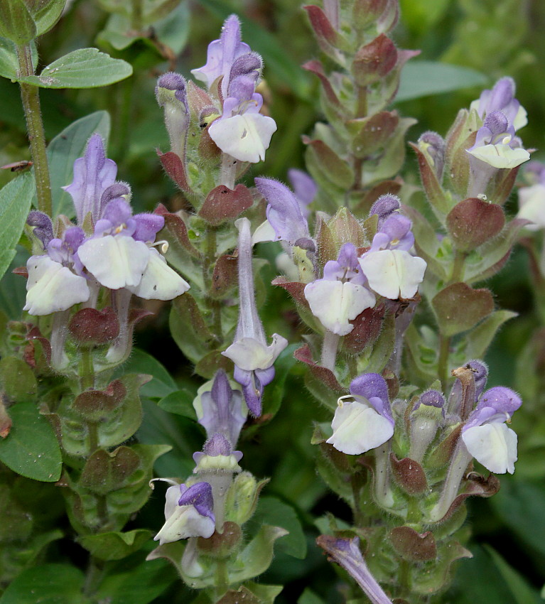 Изображение особи Scutellaria alpina.