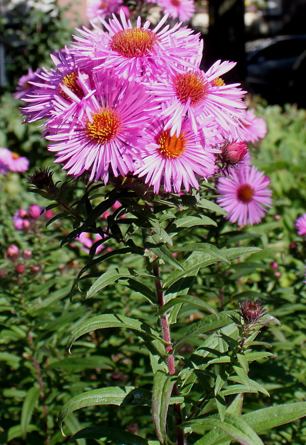 Image of Symphyotrichum novae-angliae specimen.