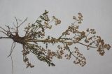 Image of taxon representative. Author is Антон Попович