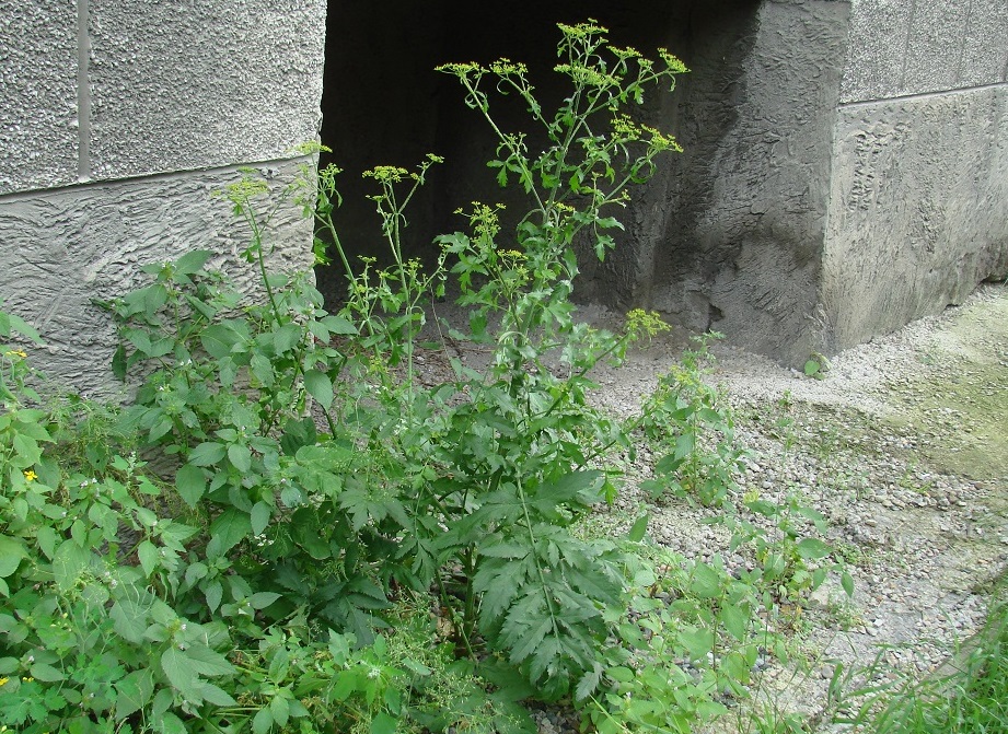 Image of Pastinaca sativa specimen.