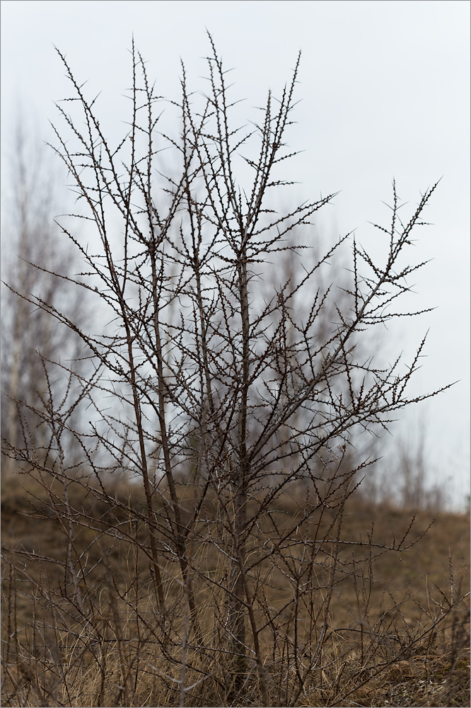 Image of Hippophae rhamnoides specimen.