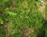 Arenaria подвид viscidula