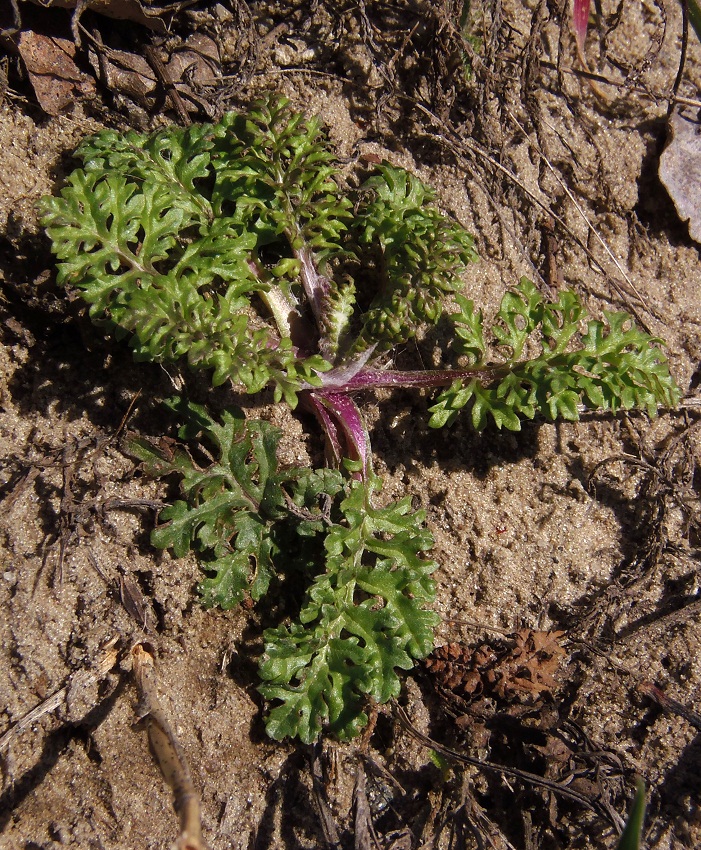 Image of Senecio borysthenicus specimen.