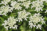 Heracleum dissectum. Часть соцветия. Восточный Казахстан, Уланский р-н, окр. с. Украинка. 03.07.2005.