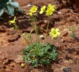 Oxalis pes-caprae