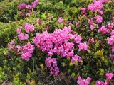 Rhododendron kotschyi