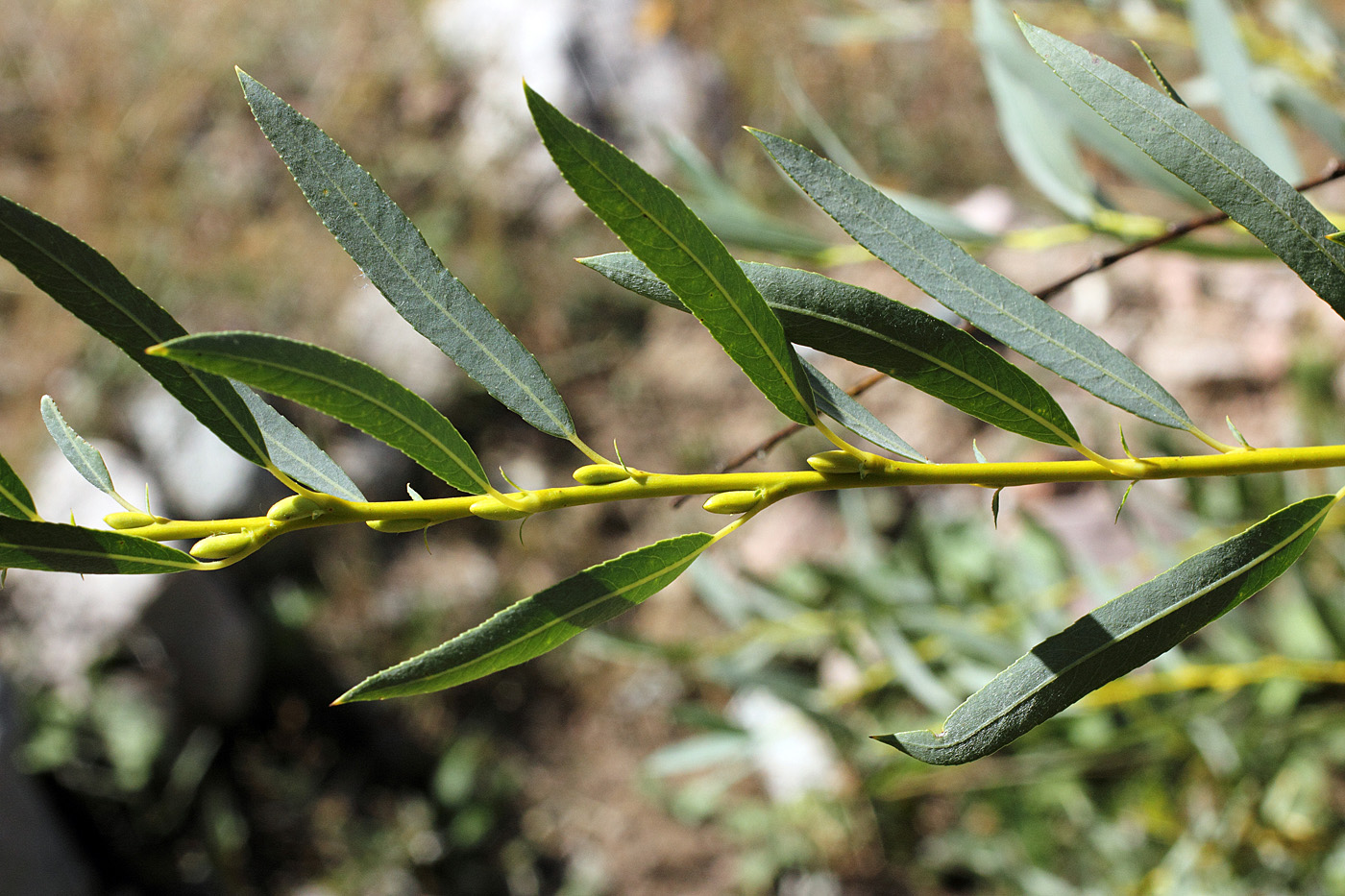 Изображение особи Salix blakii.