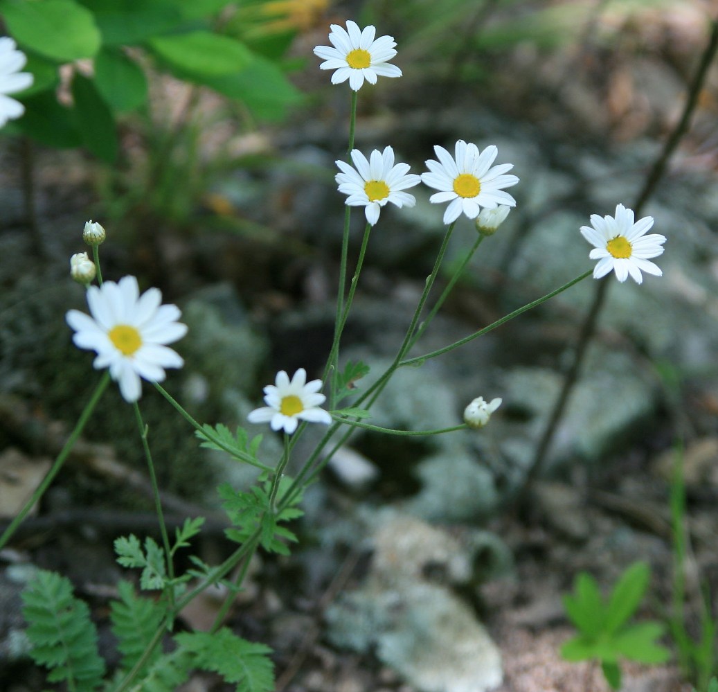 Изображение особи Pyrethrum poteriifolium.