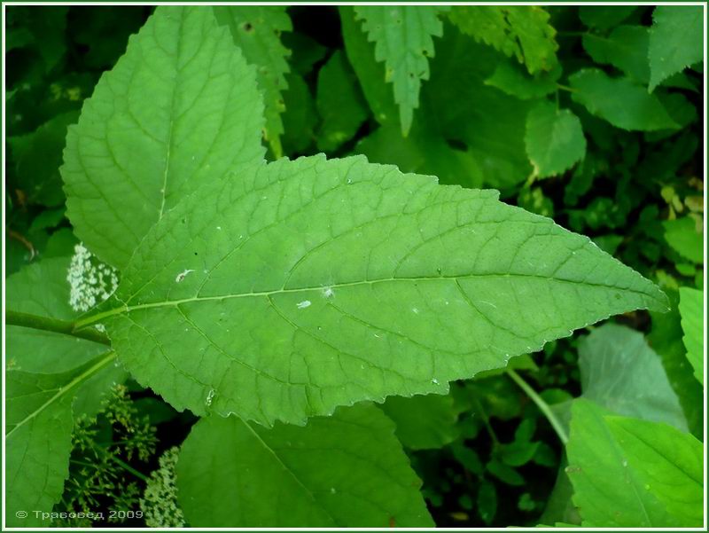 Image of Campanula latifolia specimen.