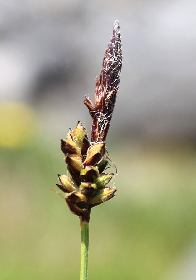 Изображение особи Carex sempervirens.