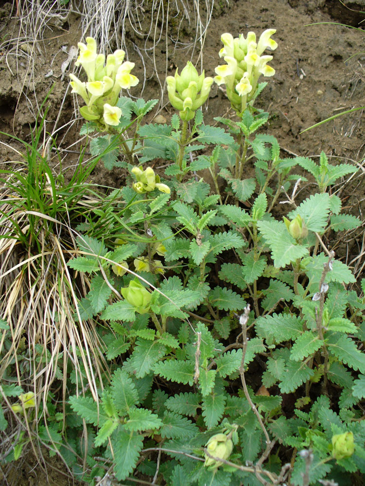 Изображение особи Scutellaria polyodon.