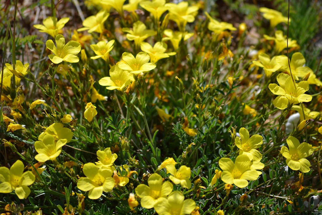 Изображение особи Linum tauricum.