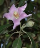 Lagunaria patersonia. Верхушка побега с цветком и завязавшимся плодом. Израиль, Шарон, пос. Кфар Шмариягу, в культуре. 08.06.2014.