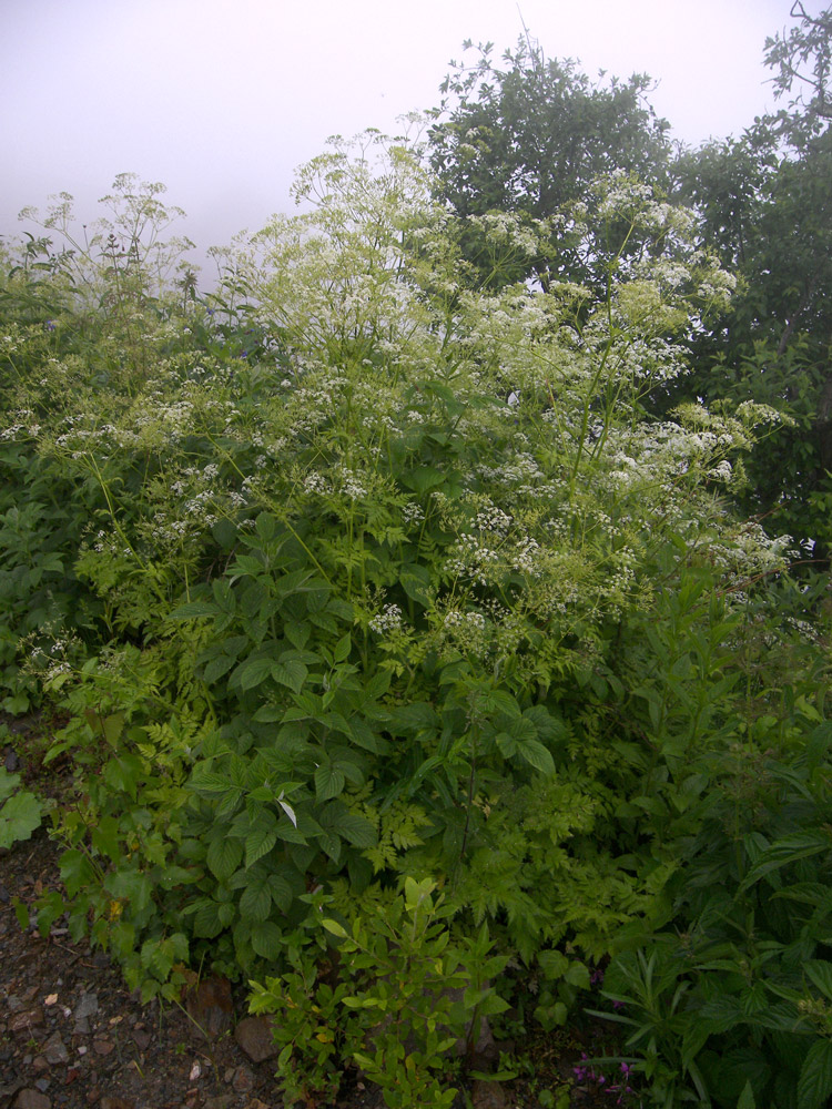 Image of Anthriscus sylvestris var. nemorosa specimen.