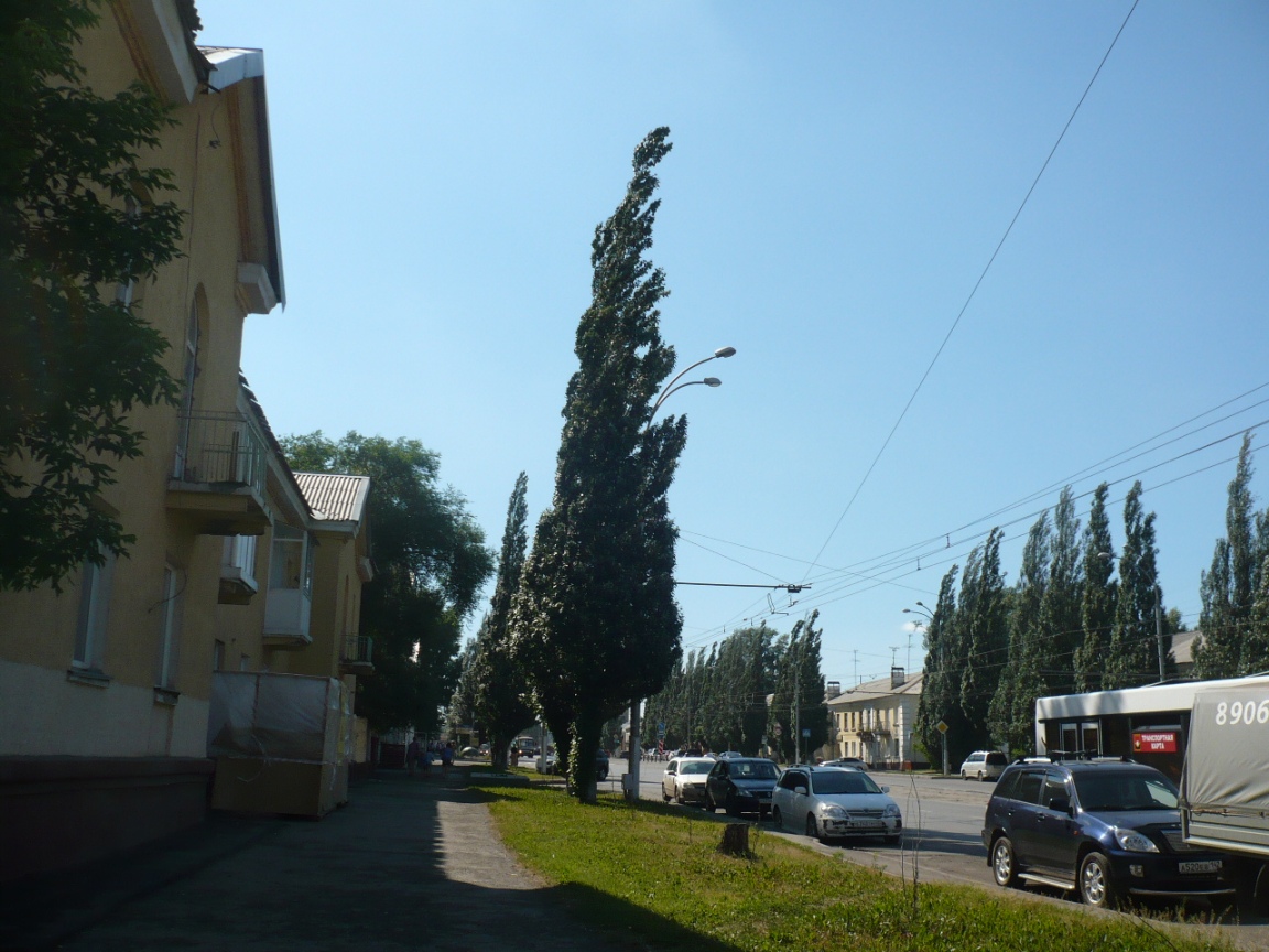 Image of Populus alba specimen.