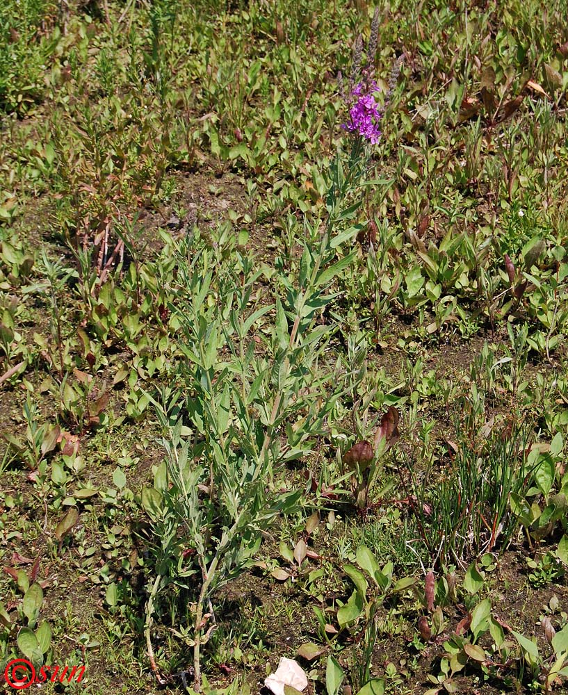 Image of Lythrum salicaria specimen.