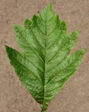 Crataegus maximowiczii
