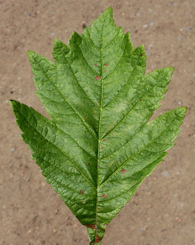 Image of Crataegus maximowiczii specimen.