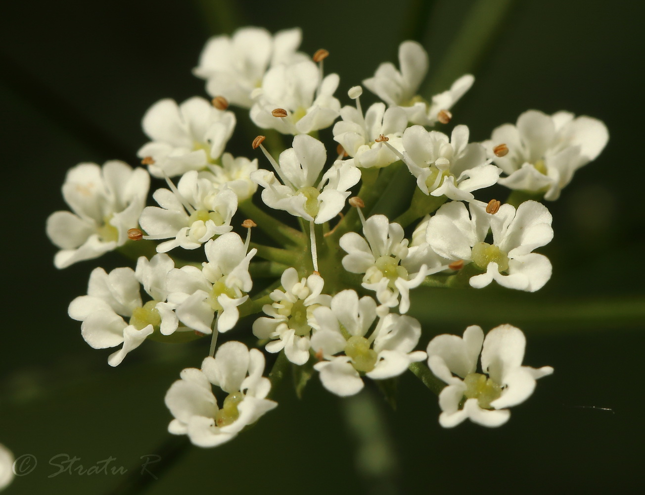 Image of Chaerophyllum temulum specimen.