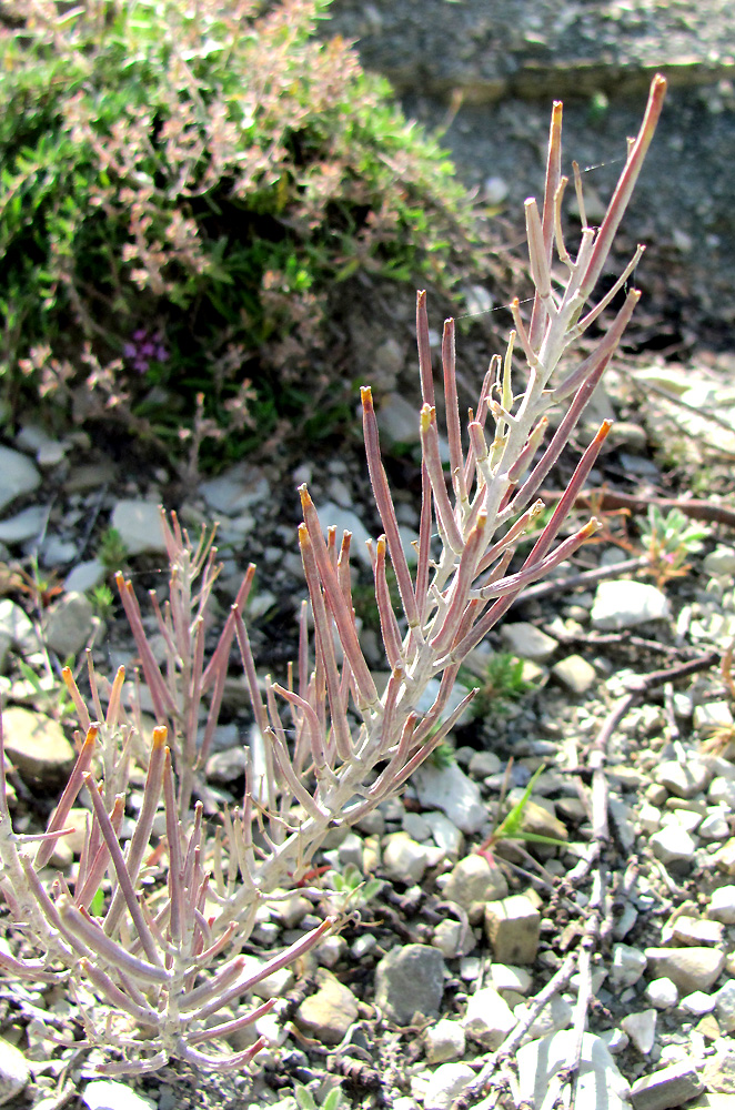 Image of Erysimum callicarpum specimen.