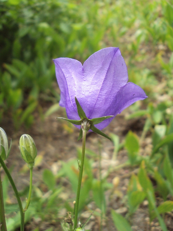 Изображение особи Campanula persicifolia.