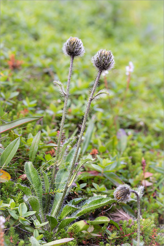 Изображение особи Hieracium alpinum.