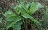 Centaurea phrygia