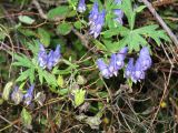 Aconitum volubile