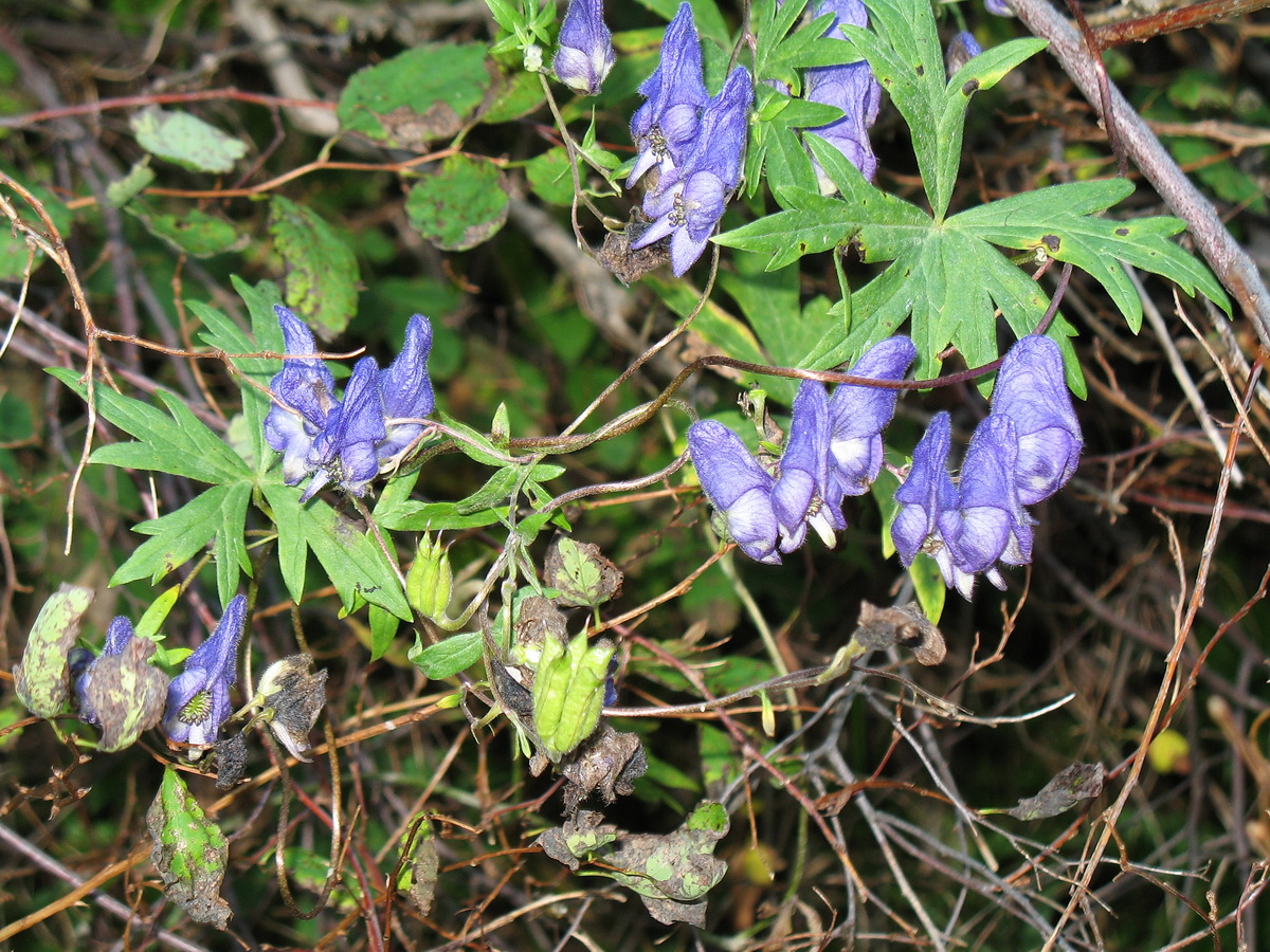 Изображение особи Aconitum volubile.