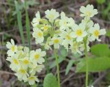 Primula pallasii