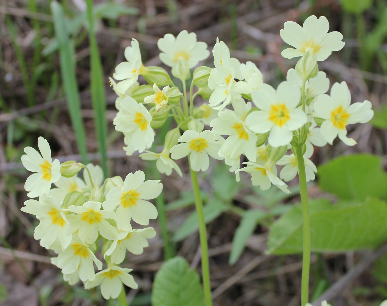 Изображение особи Primula pallasii.