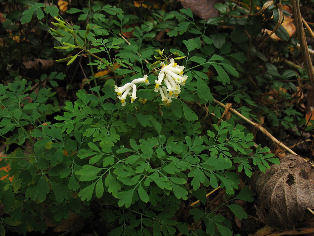 Image of Pseudo-fumaria alba specimen.