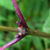 Sambucus sibirica. Часть веточки с почками. Свердловская обл., окр. г. Североуральск, подножие скал Грюнвальдта. 24.07.2014.