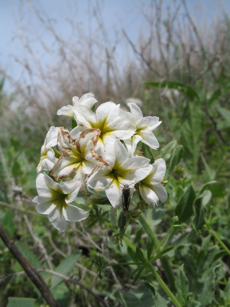 Изображение особи Argusia sibirica.