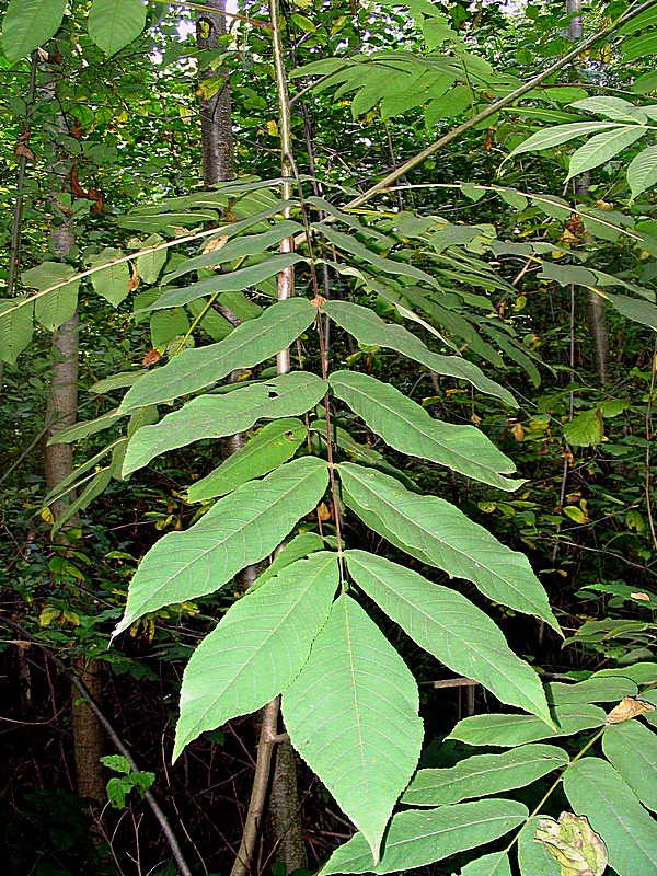 Image of Juglans ailanthifolia var. cordiformis specimen.